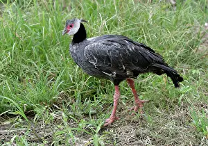Screamer: Crested Screamer