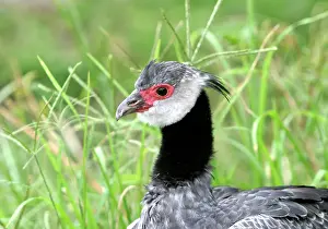 Screamer: Crested Screamer