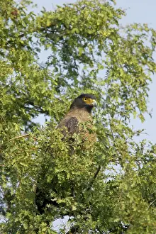 Spilornis: Crested Serpent Eagle