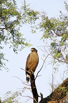 Spilornis: Crested Serpent Eagle