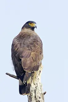 Spilornis: Crested Serpent Eagle