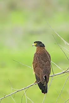 Spilornis: Crested Serpent Eagle