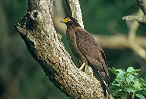 Spilornis: Crested Serpent Eagle