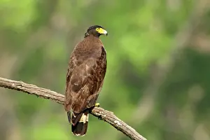 Spilornis: Crested Serpent Eagle