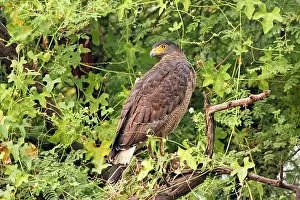 Spilornis: Crested Serpent Eagle