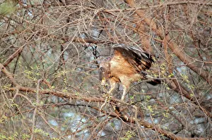 Spilornis: Crested serpent eagle