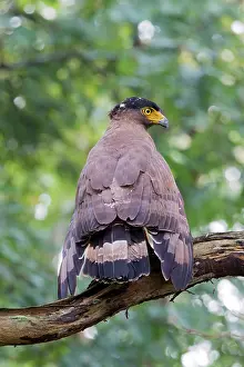 Spilornis: Crested Serpent Eagle