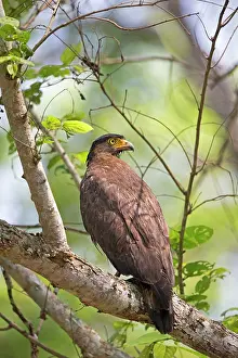 Spilornis: Crested Serpent Eagle