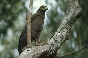 Talons: Crested Serpent Eagle