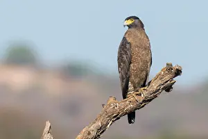 Ranthambhore: Crested serpent-eagle