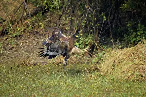 Spilornis: Crested Serpent Eagle - attempting to catch prey