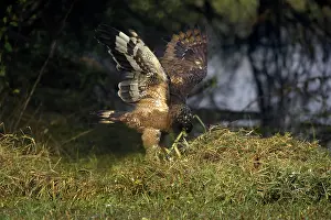 Spilornis: Crested Serpent Eagle - with caught snake