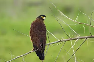 Serpent: Crested Serpent Eagle, Corbett National