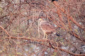 Spilornis: Crested serpent eagle - snake in bill - in tree turned away