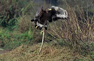 Spilornis: Crested Serpent Eagle - Taking-off with Water snake kill