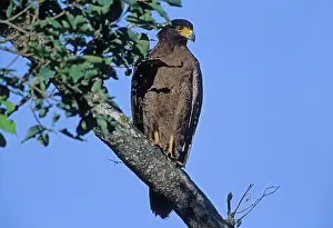 Spilornis: Crested Serpent Eagle - In tree