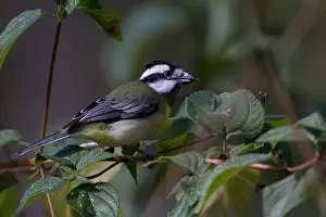 Lantana: Crested Shriketit - Foraging in lantana - Atherton