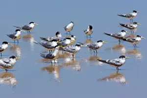 Bergii: Crested Tern - flock of adult and juvenile individuals