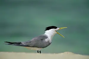 Bergii: Crested Tern - With mouth open