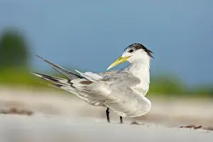 Preen: Crested Tern - Preening - Seychelles