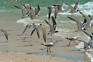 Bergii: Crested Terns & Silver Gulls (Larus novaeholla) - in flight