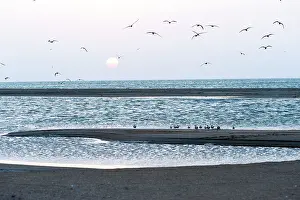 Bergii: Crested Terns at sunset