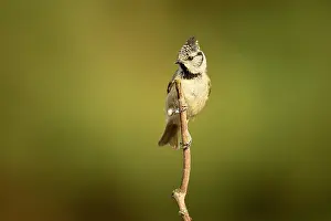 Lophophanes: Crested Tit