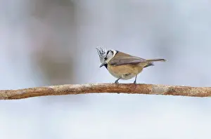 Lophophanes: Crested Tit