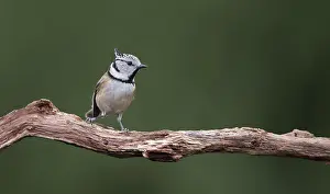 Lemelerberg: Crested Tit