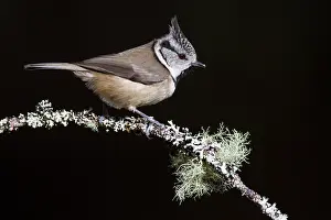 Caledonian: Crested Tit