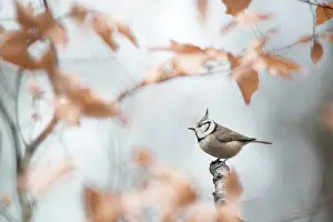 Gooi: Crested Tit
