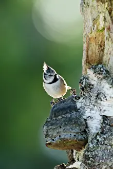 Lophophanes: Crested Tit