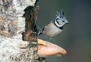 Lophophanes: Crested Tit