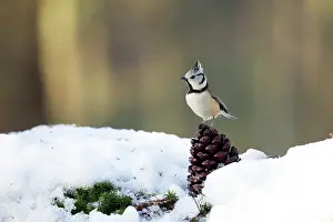 Pinecone: Crested Tit
