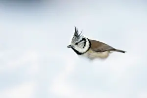 Leenderbos: Crested Tit