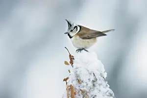Leenderbos: Crested Tit