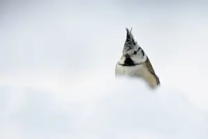 Leenderbos: Crested Tit