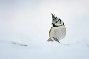 Leenderbos: Crested Tit