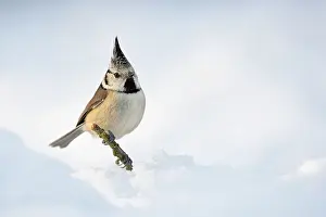 Leenderbos: Crested Tit