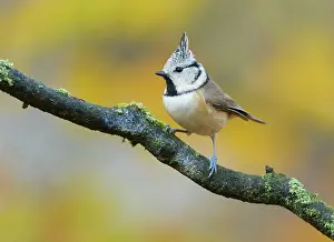 Hoge: Crested Tit
