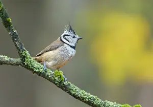 Hoge: Crested Tit