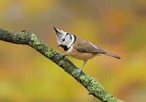 Hoge: Crested Tit