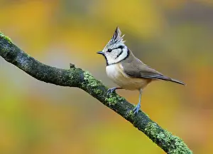 Veluwe: Crested Tit
