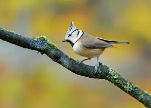 Veluwe: Crested Tit