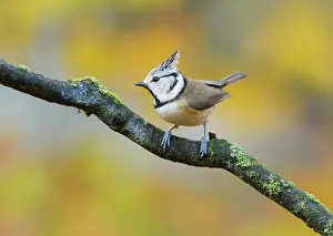 Veluwe: Crested Tit