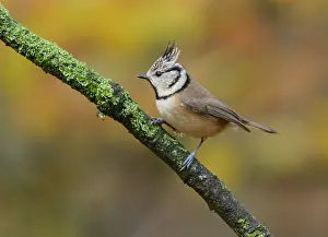 Veluwe: Crested Tit