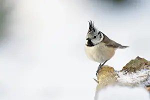 Leenderbos: Crested Tit
