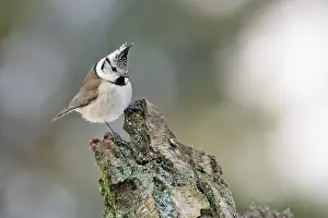 Betula: Crested Tit