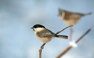Palustris: Crested Tit
