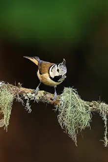 Veluwe: Crested Tit